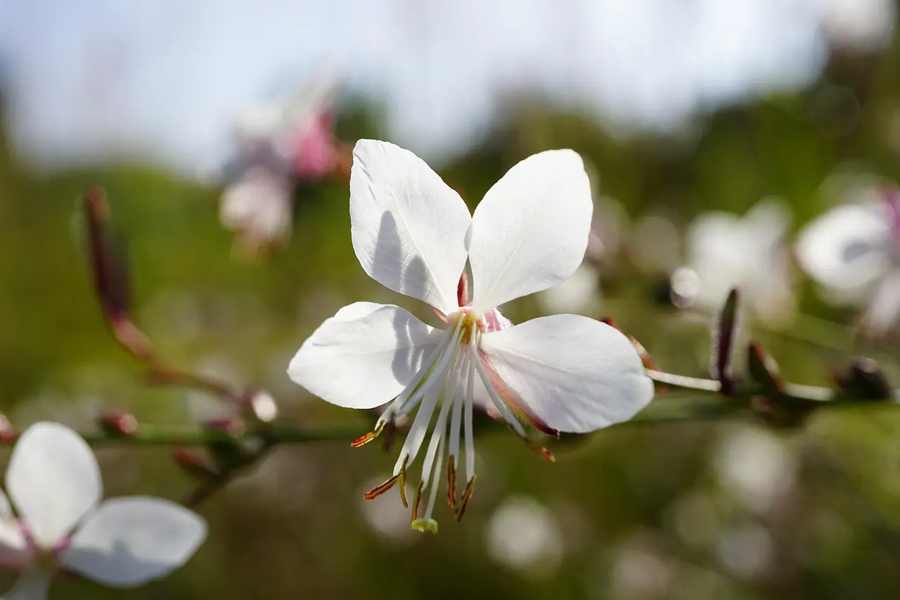Pourquoi planter un Gaura lindheimeri rosy jane dans un jardin sec