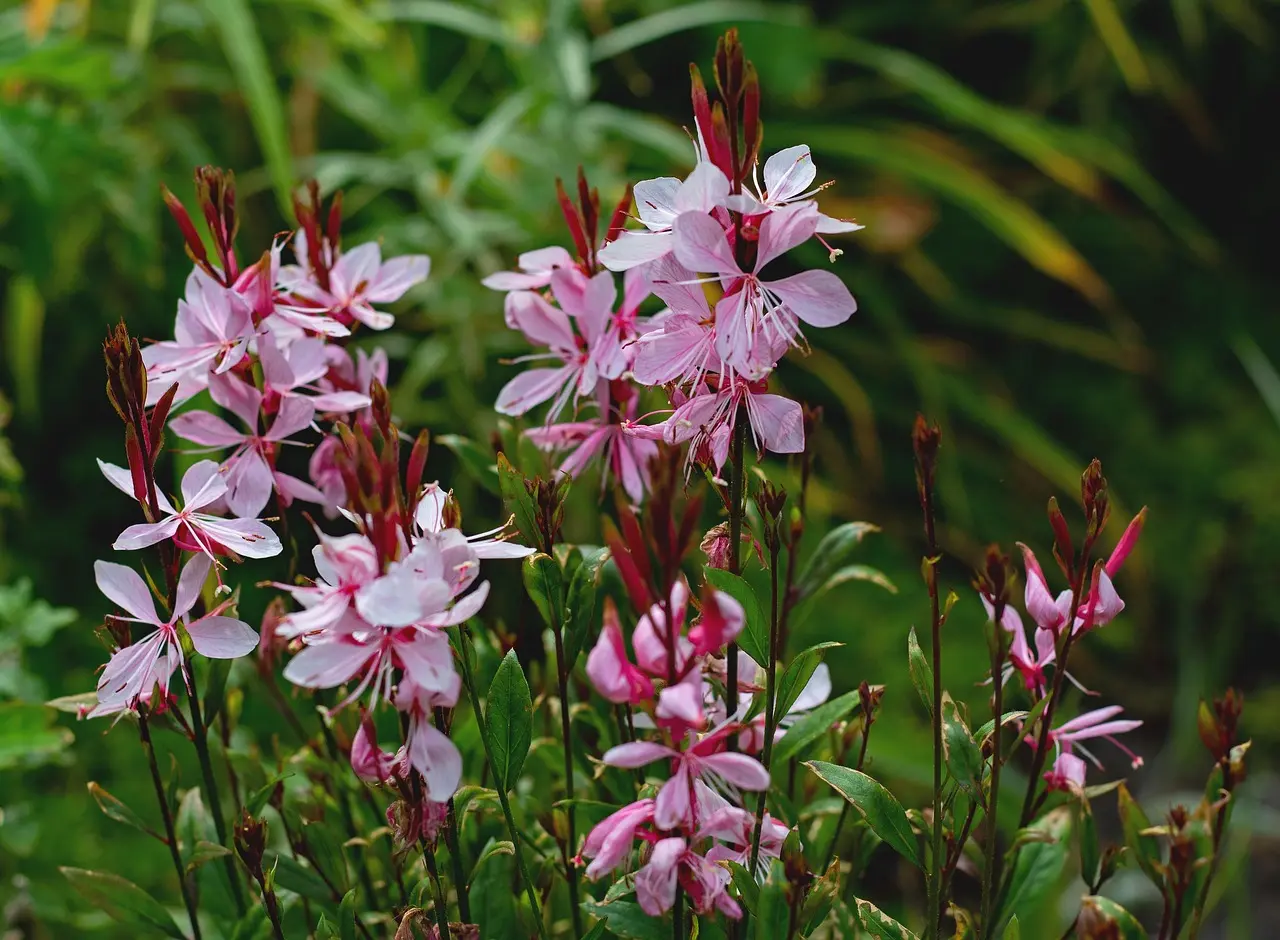Analyse SWOT de la plante Gaura lindheimeri rosy jane