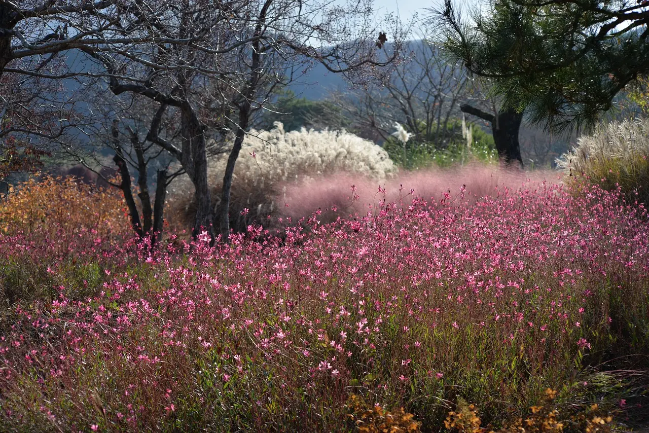 Caractéristiques de la vivace Gaura lindheimeri rosy jane