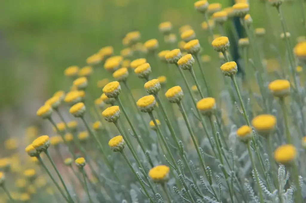 Article de blog 'La Santoline : Plante idéale pour les terrains secs et jardins méditerranéens à Nîmes' cover image.webp
