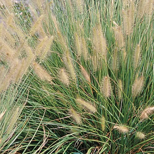 Article de blog 'Stipa tenuifolia : La grâce aérienne des cheveux d'ange pour votre jardin sec à Caveirac' cover image.webp