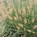 Article de blog 'Stipa tenuifolia : La grâce aérienne des cheveux d'ange pour votre jardin sec à Caveirac' cover image.webp