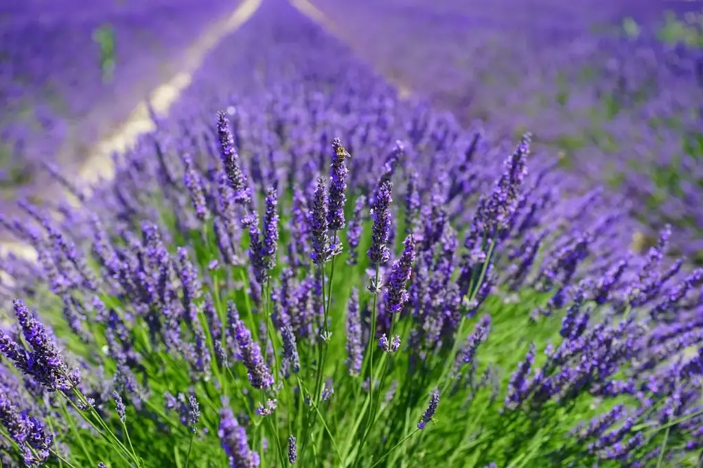 Article de blog 'La Lavande: quelle variété de lavande choisir?' cover image.webp