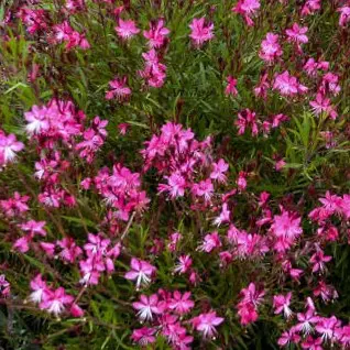 Gaura.webp