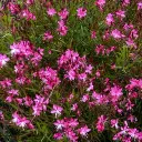 Gaura.webp