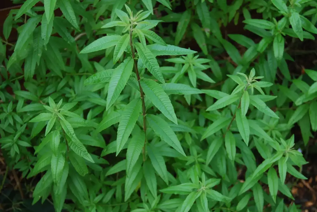 Verveine citronnée (Aloysia citriodora)