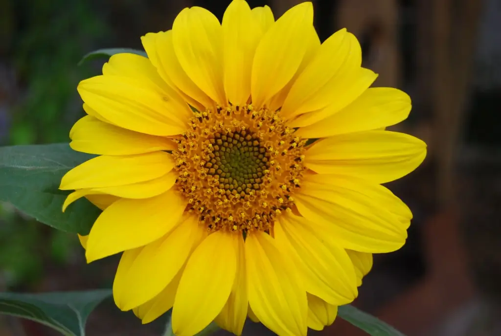 20 Graines de tournesol Géant (Helianthus annuus)