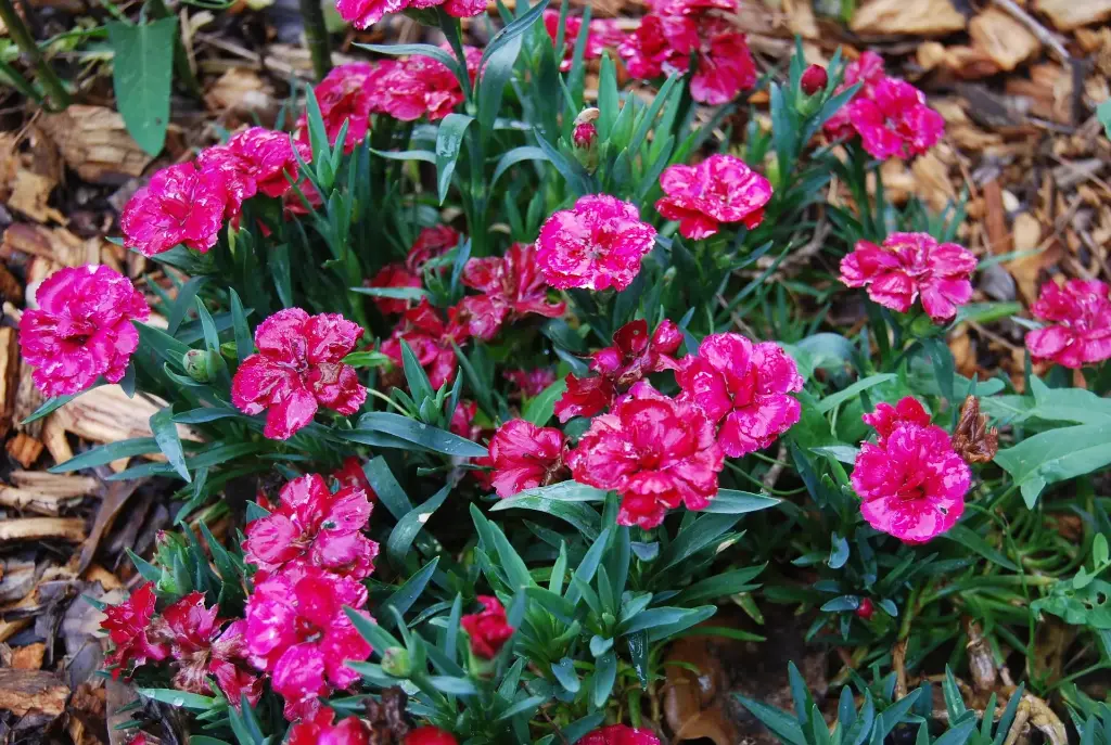 Œillet des fleuristes (Dianthus)